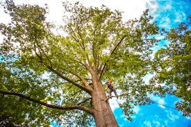 How Our Tree Care Process Works  in  Beaver Dam Lake, NY
