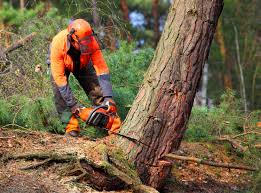 Reliable Beaver Dam Lake, NY Tree Care Solutions